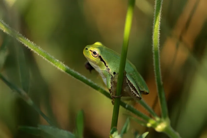 Grenouilles en danger : changement climatique et déclin des amphibiens