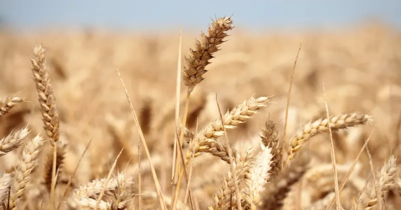 Fès-Meknès : pilier agricole du Maroc