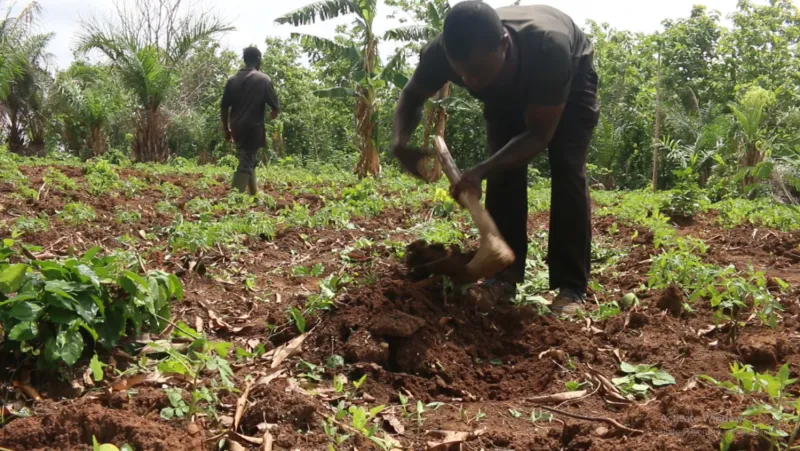 Le déficit de connectivité de l'agrobusiness coûte cher au Ghana