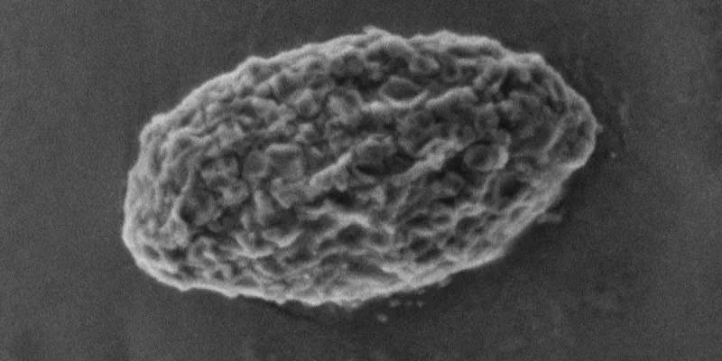Rôle de la phosphatase de glycogène dans le métabolisme de la maladie de Lafora
