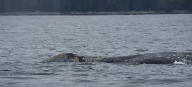 Décès de baleines grises au large de la C.-B. liés à la pénurie alimentaire