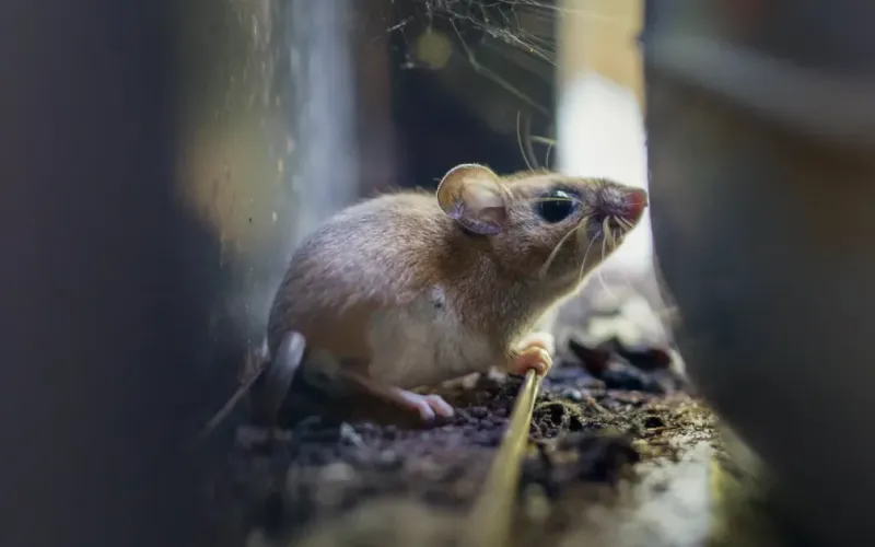 Épidémie d'hantavirus sur un navire de croisière à Tenerife