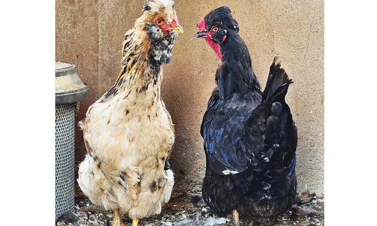 Poulet Herero : Une race namibienne rare trouve un foyer en Afrique du Sud