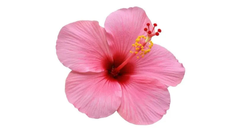 Le Festival de l'Hibiscus célèbre la 'Ville de l'Hibiscus'