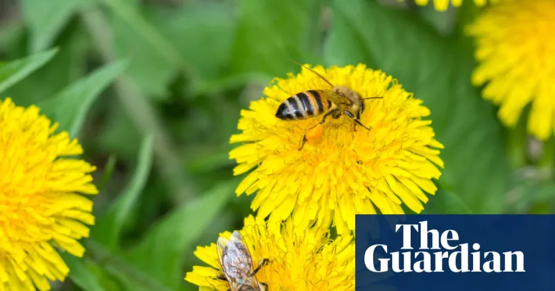 Les abeilles fabriquent une 'bouillie' spéciale pour leurs larves
