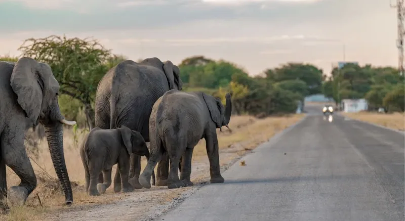Conflit homme-éléphant : l'expansion humaine attise les tensions