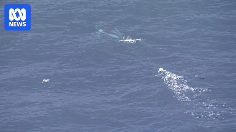 Baleine à bosse empêtrée près de Sydney, une de huit en NSW