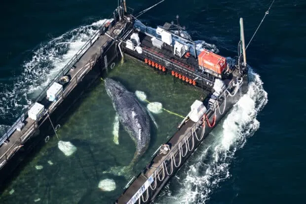 Baleine à bosse libérée après échouage en mer du Nord