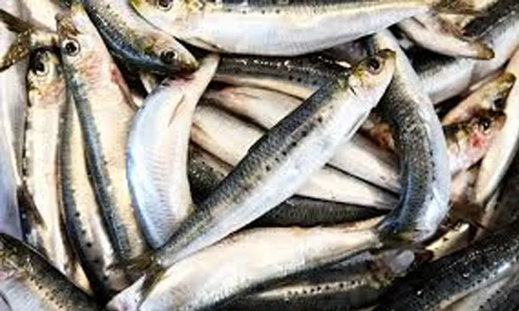 La prise accessoire illégale de pilchards atteint 11 000 tonnes