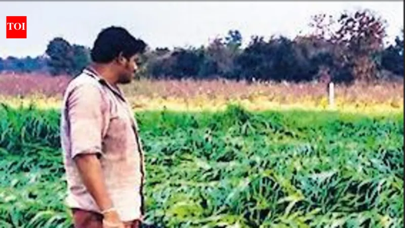 Inde : 10 546 suicides agricoles en 2024, baisse de 2 %