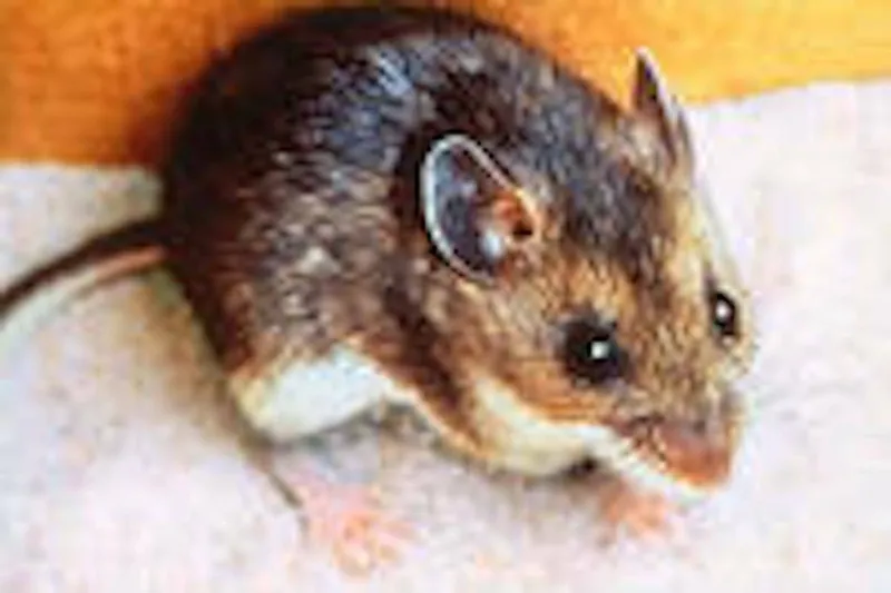 Santé Intérieure met en garde contre le risque d'hantavirus des souris sylvestres