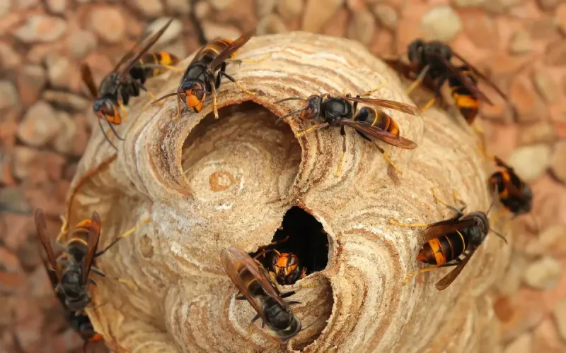 Espèces invasives : jusqu'à 2,5 Mds $ de coût annuel au Maroc