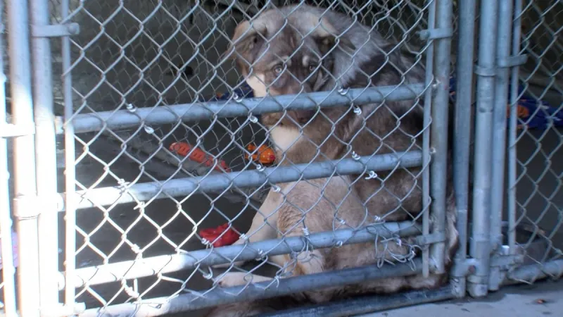 Retour de la collecte de fonds « Kennel Lock-In » à la Société protectrice des animaux de Prince George