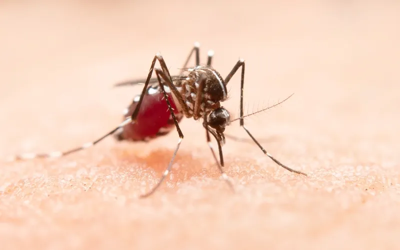 Baisse de 5% des cas de paludisme au Kenya