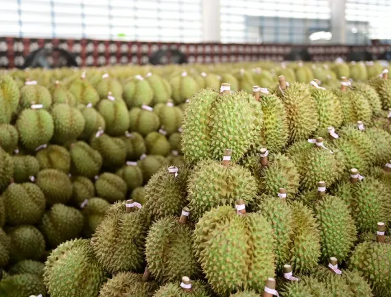 Le Laos approuve 528 hectares pour la plantation de durians à Attapeu