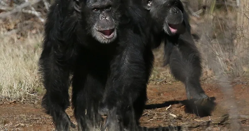 Des similitudes de rire entre humains et grands singes