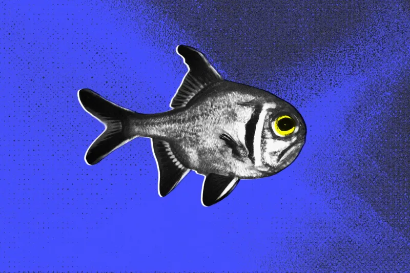 La pollution lumineuse perturbe le comportement des poissons côtiers