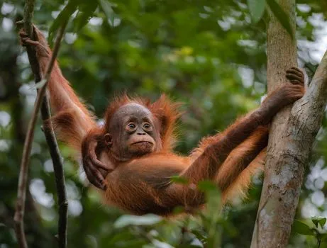 Rapport Planète Vivante : 69 % de déclin de la faune depuis 1970