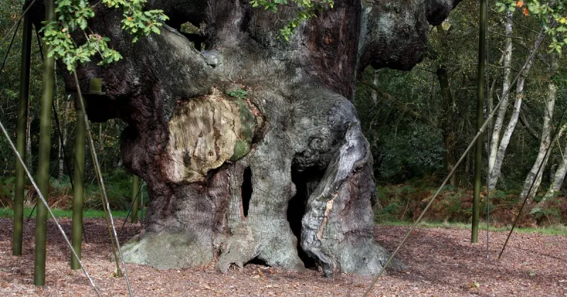 Le Major Oak de la forêt de Sherwood déclaré mort à 1 200 ans