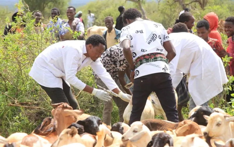 Marsabit rejoint la campagne de vaccination du bétail Kenya-Éthiopie