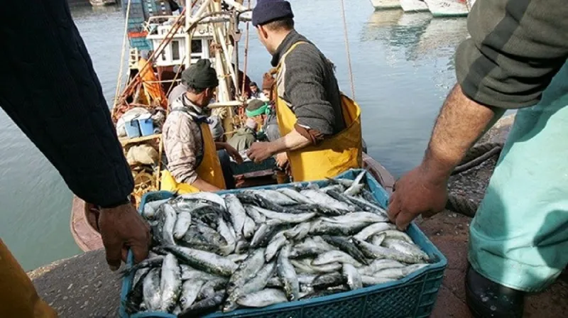 Hausse de 11% des débarquements de pêche en Méditerranée