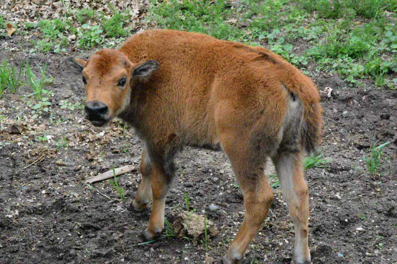 Le zoo du Minnesota accueille un bisonneau