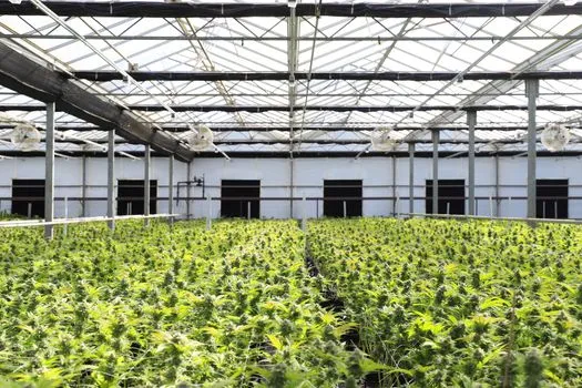 Missoula adopte un nouveau moratoire sur le cannabis