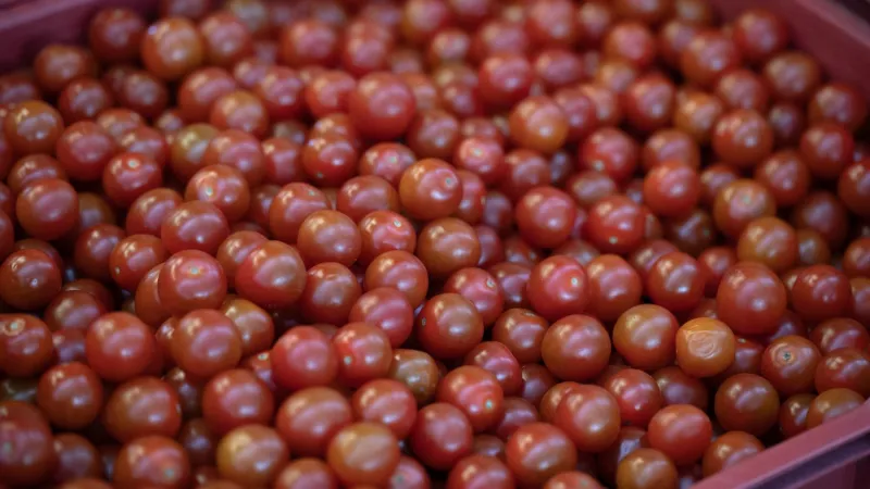 Importations de tomates cerises marocaines : colère des producteurs français