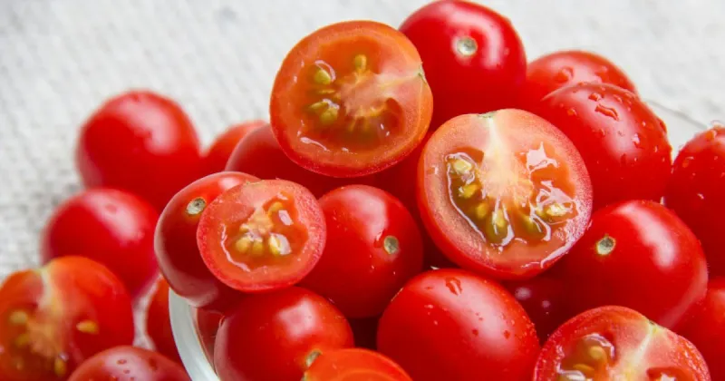 Tomates cerises marocaines : colère des producteurs français