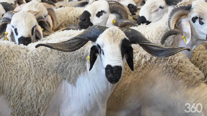 Aïd al-Adha : Sardi, Béni Guil, Timahdite... quelle race de mouton choisir ?