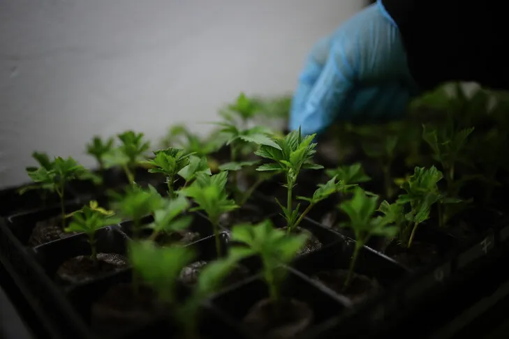 Maroc : 4 147 autorisations de cannabis accordées en 2025