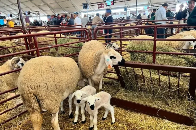 Morocco: 8-9 Million Livestock for Eid, Exceeding Demand