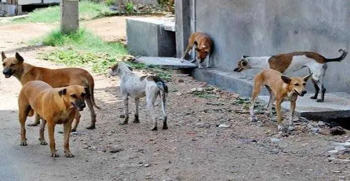 Projet de loi 19.25 : Inquiétude des défenseurs des animaux