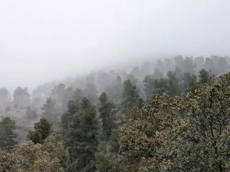 Morocco Boosts Role at UN Forest Forum Session