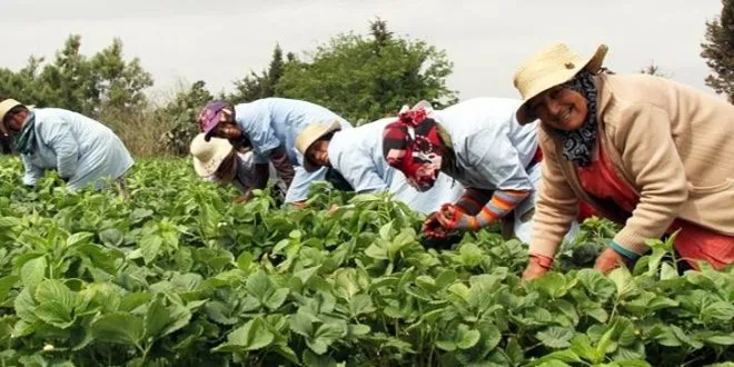 Maroc : croissance de 4,9 % en 2025, selon le HCP