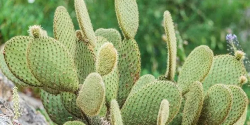 Maroc : lutte durable contre la cochenille du cactus