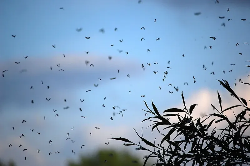 Maroc : Intensification de la lutte estivale contre les insectes volants