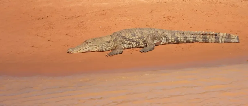 Le Maroc prévoit de réintroduire les crocodiles dans la nature