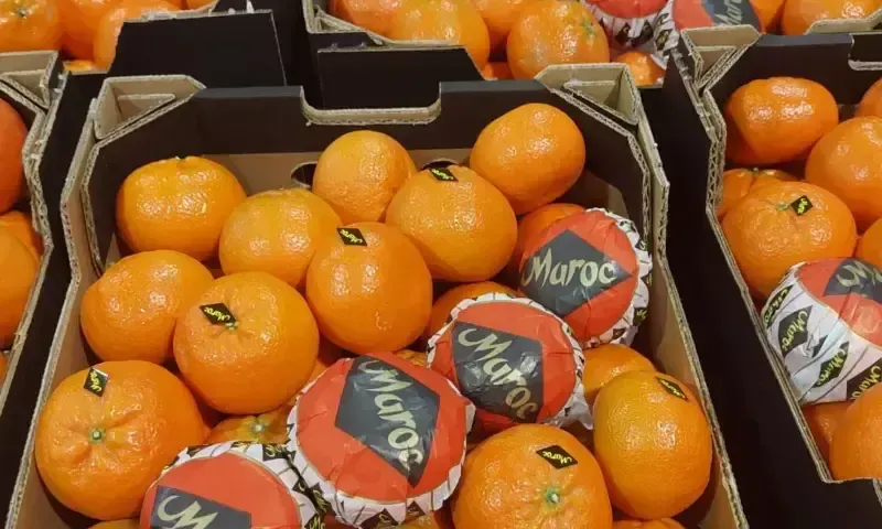 Le Maroc 9e exportateur mondial de légumes frais en 2025