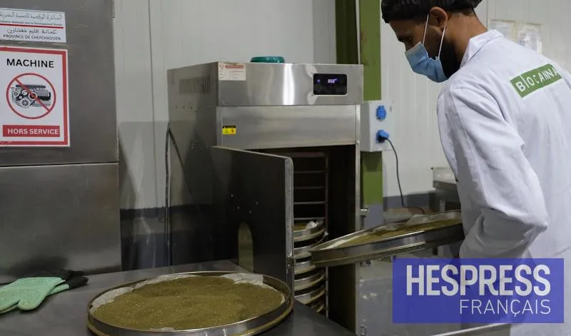 Maroc : Cadre prêt pour le cannabis thérapeutique