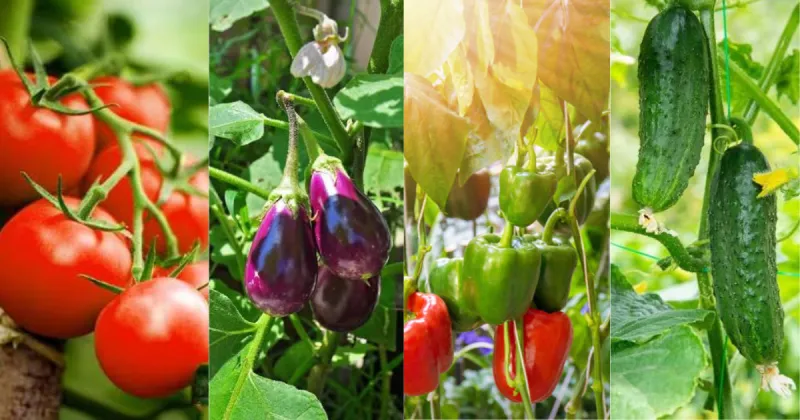 Le Maroc reste premier fournisseur de légumes sous serre de l'UE