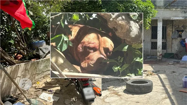 Maroc : Les défenseurs des droits rejettent les appels à tuer les chiens errants