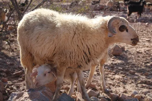 Signature d'un accord pour promouvoir la race ovine Bergui