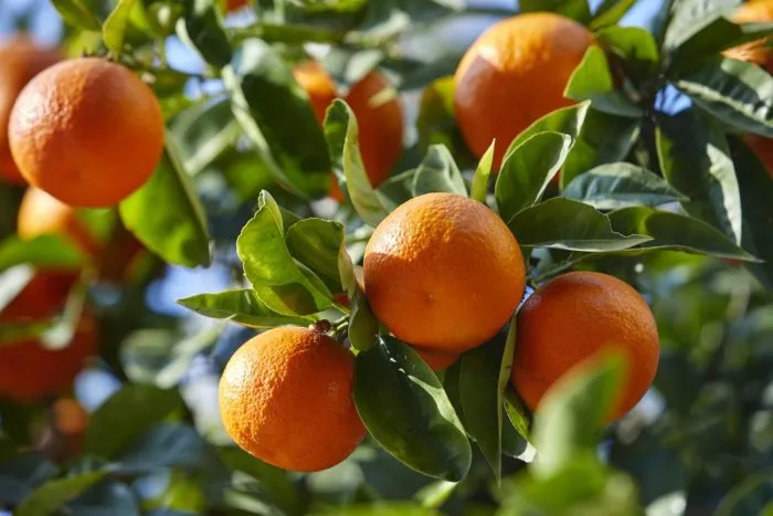 Le Maroc renforce sa position sur le marché britannique de la mandarine
