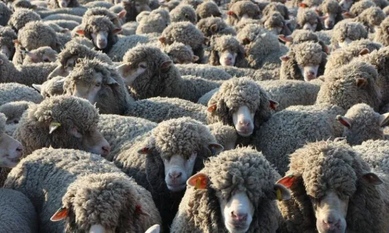 Morocco Suspends Import Duties on Meat to Curb Prices