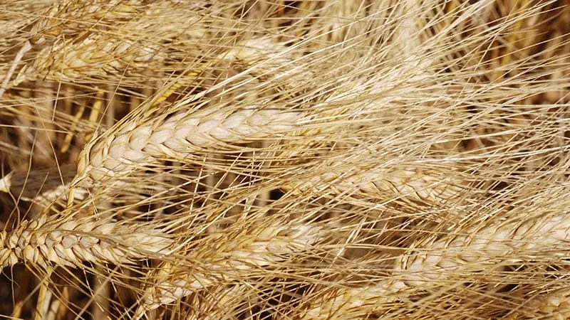 Morocco Suspends Soft Wheat Imports for Two Months