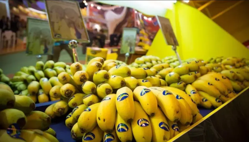 Maroc, première destination pour 3,6 M kg de bananes canariennes excédentaires