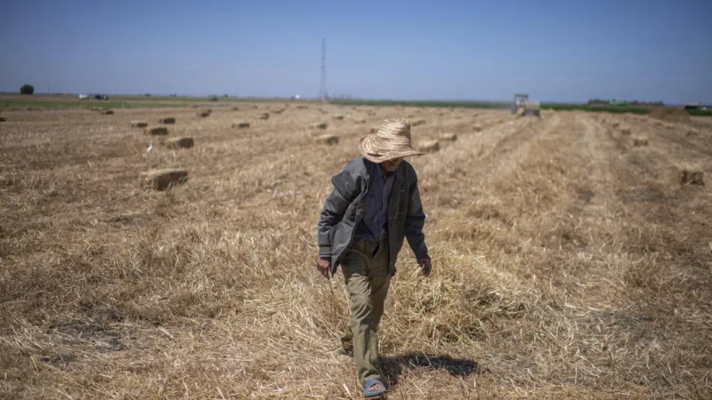 L'agriculture marocaine reprend des couleurs après la sécheresse