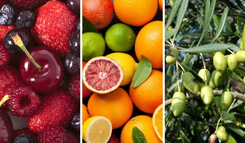 L'agriculture marocaine rebondit avec fruits rouges, agrumes et olives