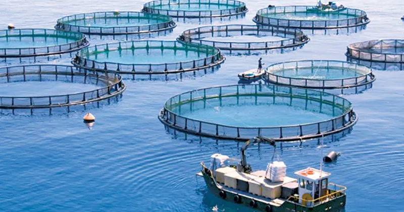 La capacité aquacole du Maroc atteint 90 000 tonnes